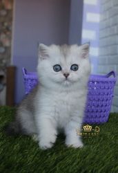 помет С