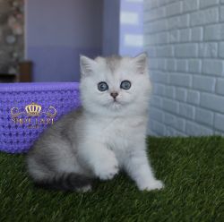 помет С