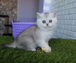 Наши котята