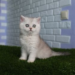 Наши котята