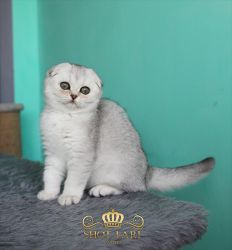 помет A