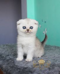 2 мес