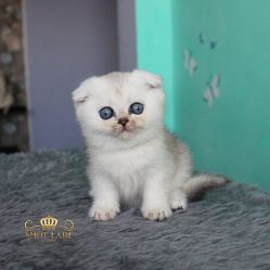 Наши котята