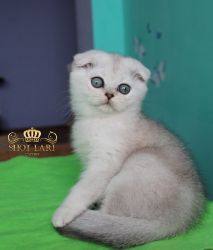 Наши котята