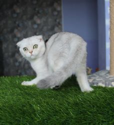 Darina