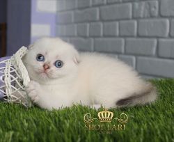 Edita