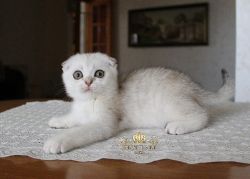 Наши котята
