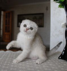 Наши котята