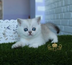 1.5 мес 