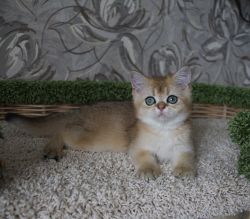 2/5 мес
