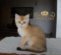 3 мес
