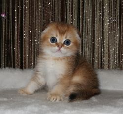 1.5 месяца
