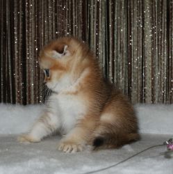 1.5 месяца