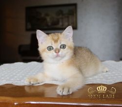 Наши котята