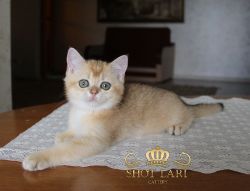 Наши котята
