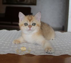 Наши котята