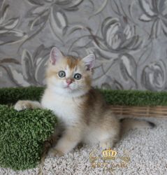 Наши котята
