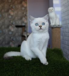 Наши котята