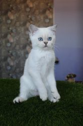 Наши котята