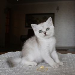 2.5 мес
