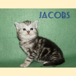 Jacobs в возрасте 1 месяц