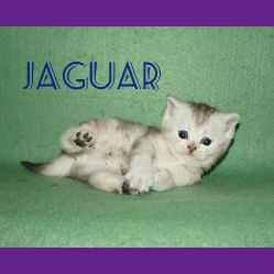 Shot Lari Jaguar