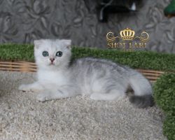 Наши котята