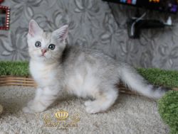 Наши котята