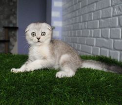 Kavkaz