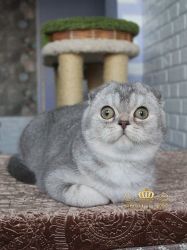 Наши котята