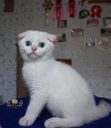 Помет K 