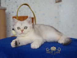 Наши котята
