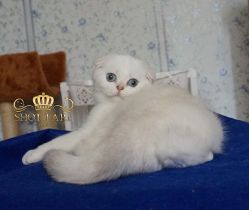 Наши котята