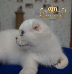 Наши котята