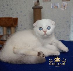 Наши котята