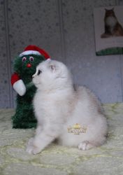 Наши котята