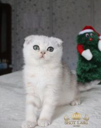 Наши котята