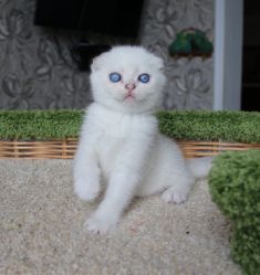Наши котята