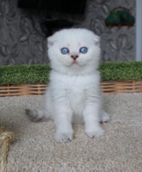 Наши котята