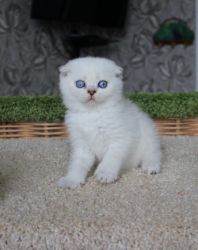 2.5 месяца