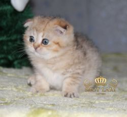 Помёт O
