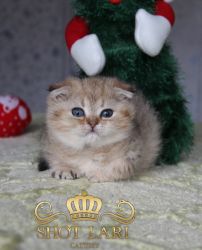 Наши котята