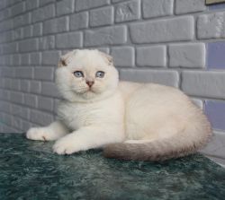 Наши котята