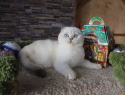 Наши котята