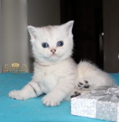 Наши котята