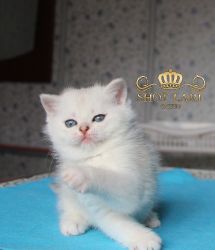 Наши котята