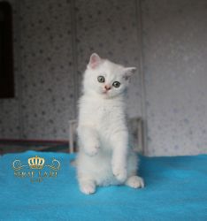 2 мес