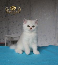2 мес