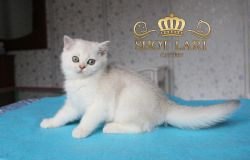 2 мес