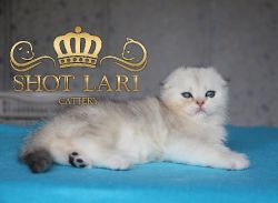 Наши котята